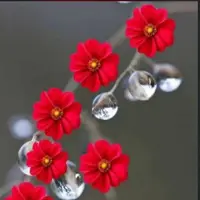 kamalkaphool4444