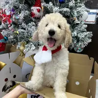 puppykingdom517