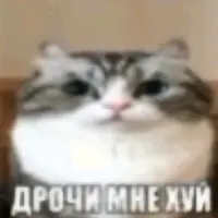 pashelvpopydildo