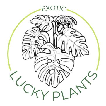 luckyplants.81