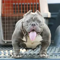 bullyredbone