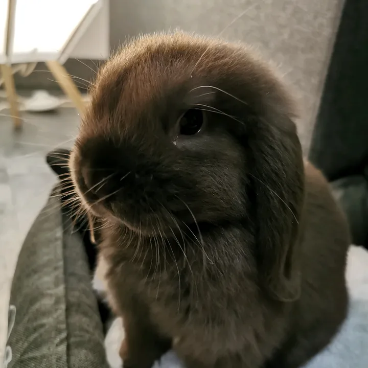 odin_le_lapin