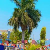 TikTok Account - shreebutwaltradelink