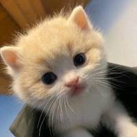 TikTok Account - miyyyyuiy