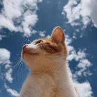 TikTok Account - dhiilprst