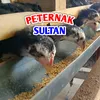 Peternak Sultan - @peternak_sultan - TikTok
