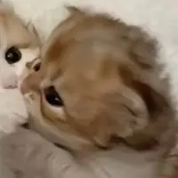 yuzukiddd
