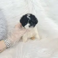 puppy_flower0