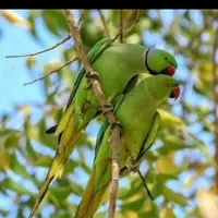 mardanbirds11