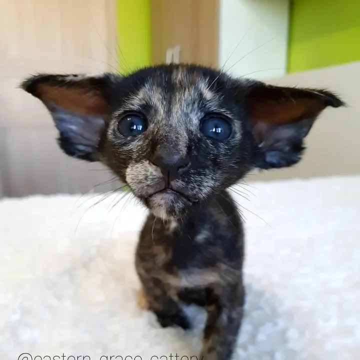 eastern_grace_cattery