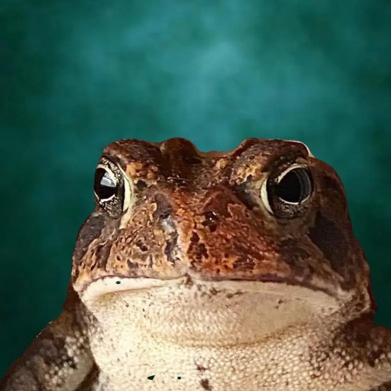 Toby Toad yaboi toby toad TikTok Analytics Profile videos Toby Toad yaboi toby toad TikTok Analytics Profile videos