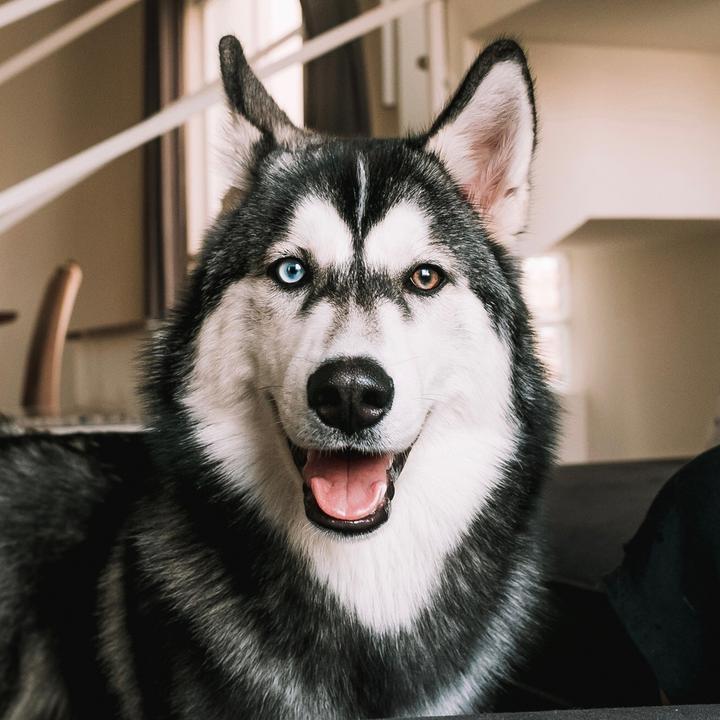 Tiktok videos with song gudan_ohusky - Huskies Independentes